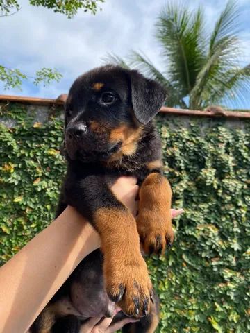 Rottweiler Filhote  - Foto 3
