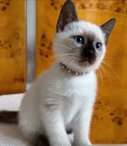 Filhotes Seal Point Siamese - 2 meses - Siamês - Pais no local - Fotos Atuais - Foto 5