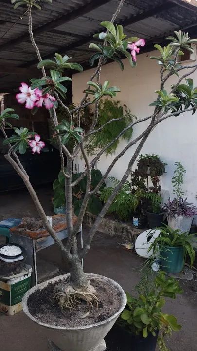 Planta Adenium obesum (Rosa do Deserto) - Adulta - Foto 3