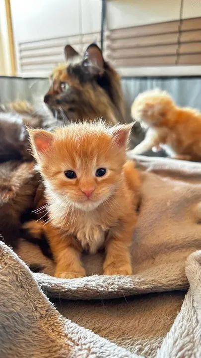 Filhotes Maine Coon - Foto 5