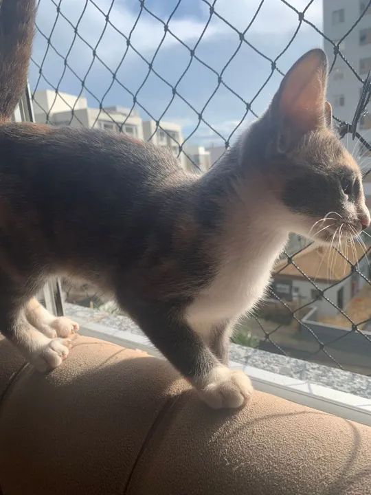 LINDA E CARINHOSA GATINHA PARA ADOÇÃO  - Foto 3