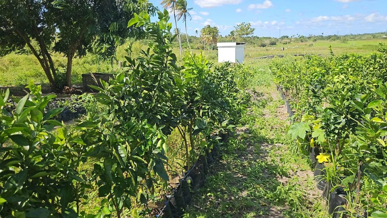 Frutíferas qualidade Premium, diretamente de minas! - Foto 2