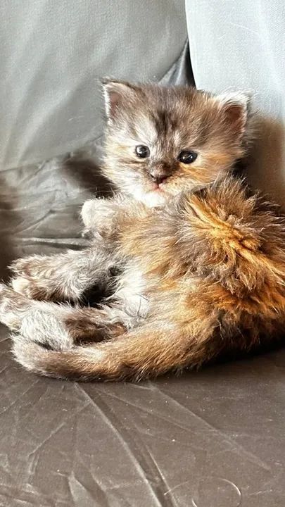 Filhotes Maine Coon - Foto 2