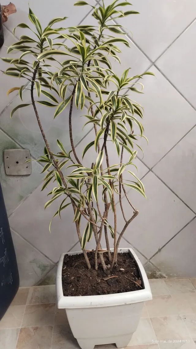 Mudas de Preomele  - Foto 2