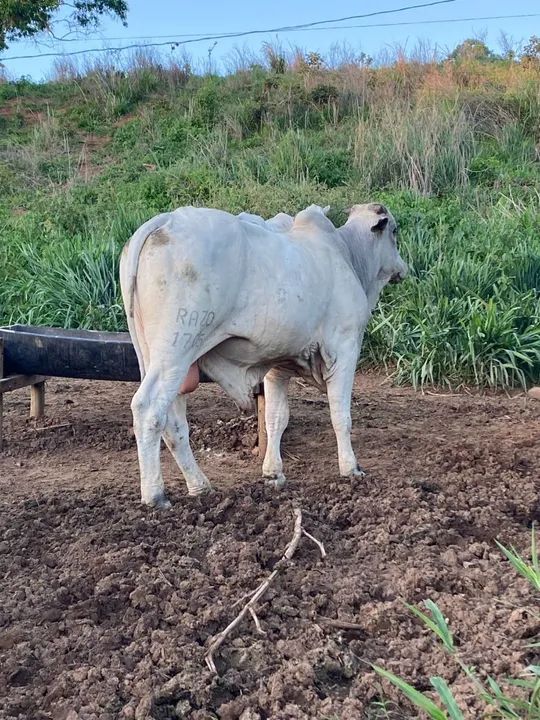 Touro Raça Nelore - registrado muito dócil - Foto 2