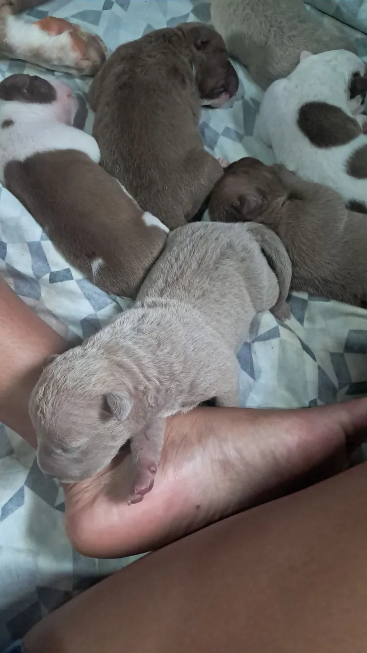 Filhotes de Pitbull disponíveis para adoção
