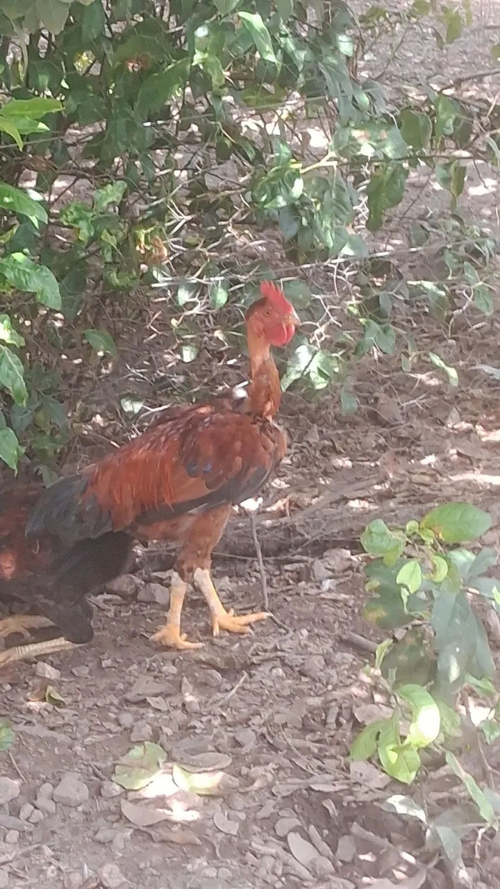 frango ívendo frango indio pescoço pelado