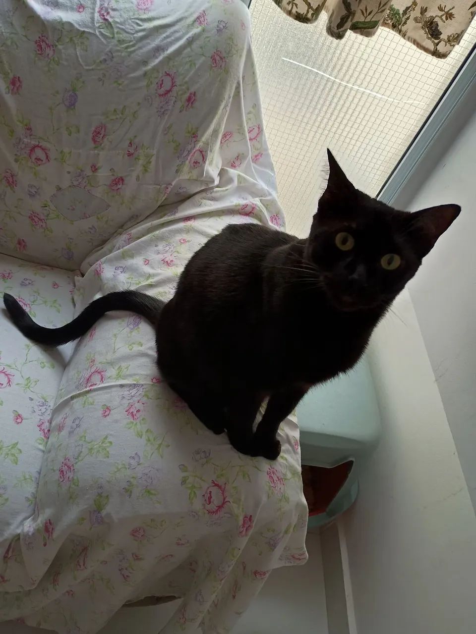 Procura-se o Nego - Foto 4