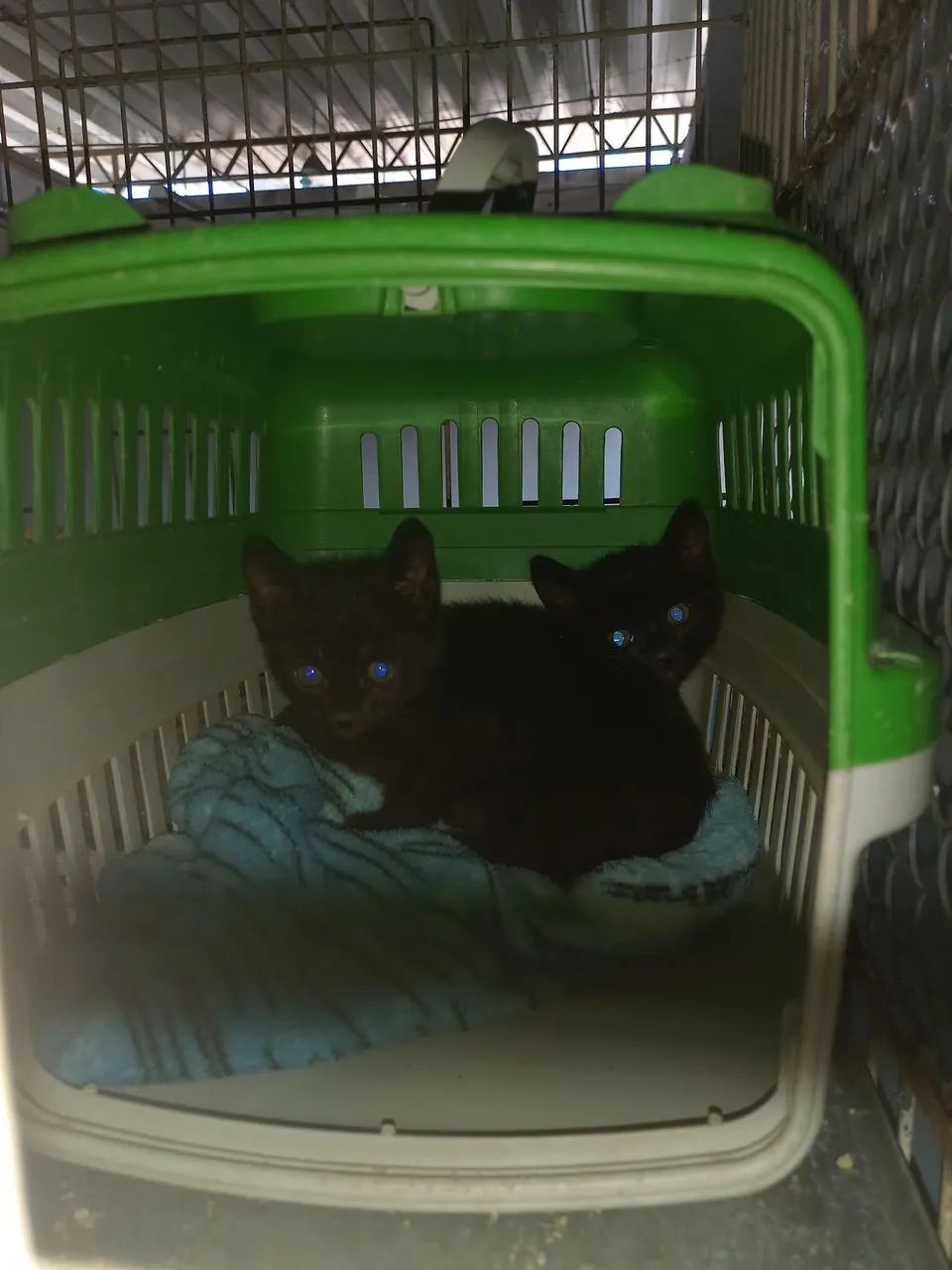 ADOÇÃO COM AMOR: LINDOS GATINHOS BEBÊS  - Foto 2