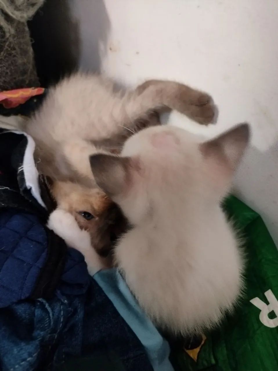 Filhotes de gatos para adoção - Foto 4