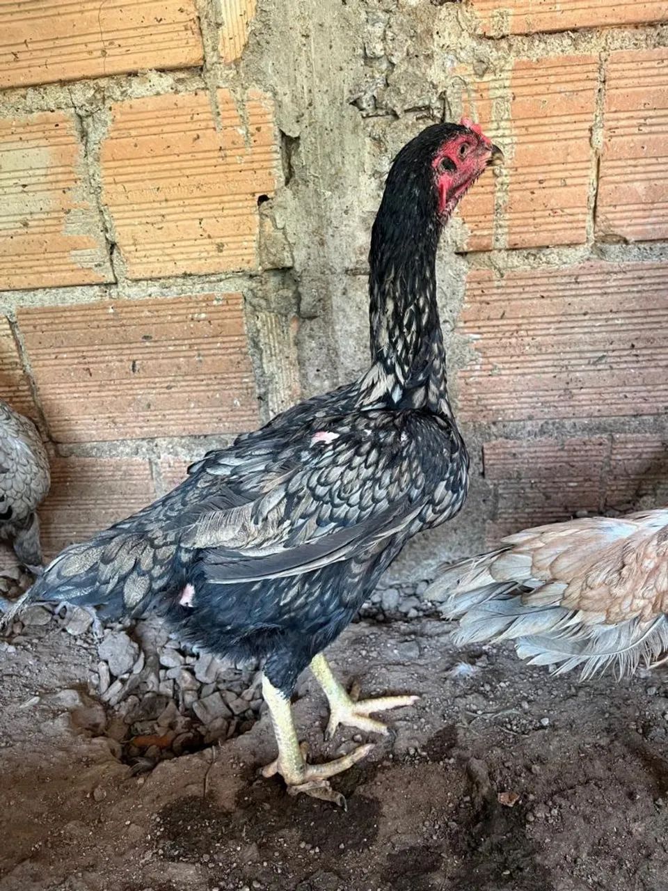 Galinhas indias exóticas... - Foto 3