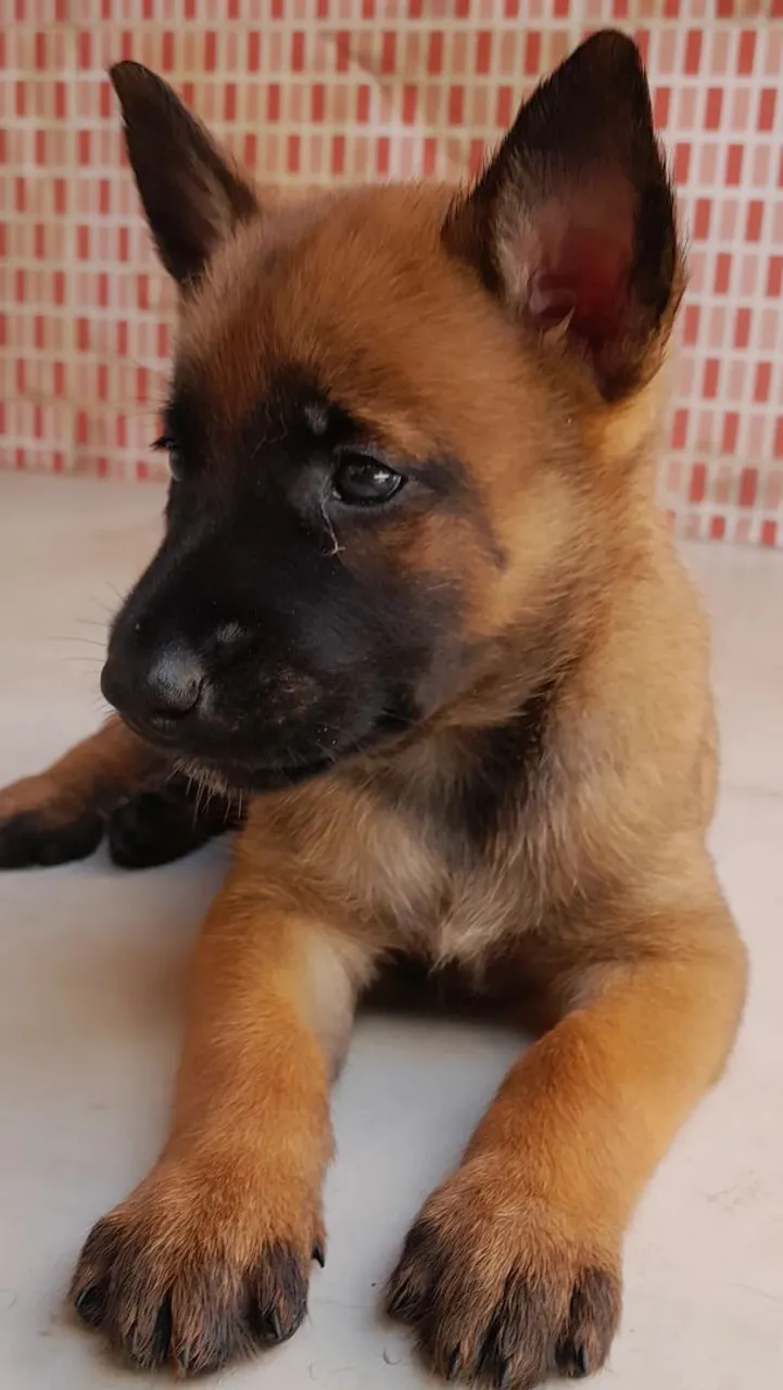 Filhote de Pastor Belga Malinois para adoção