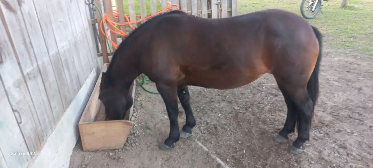 PETIÇA DE MONTARIA - Foto 2