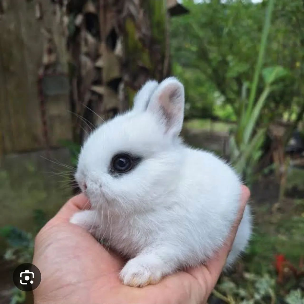 Coelho Mini Anão Netherland dwarft hotot Olhos Azuis ,Várias cores  - Foto 4