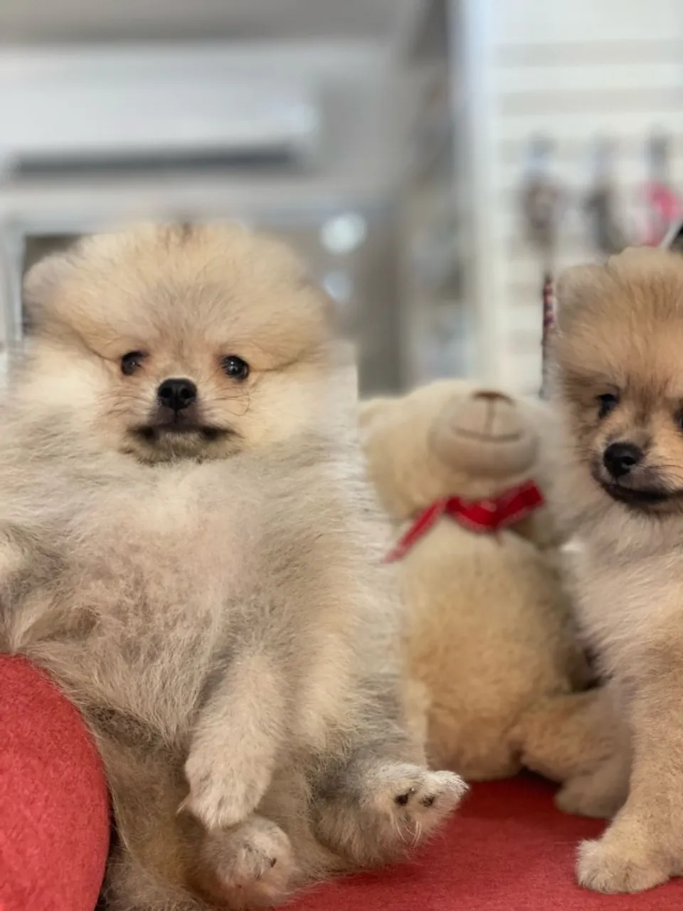 LINDOS SPITZ ALEMAO PARA VENDAS