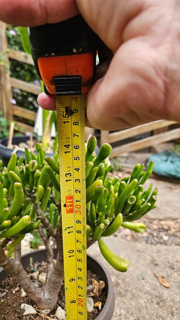 Suculentas raras - Foto 2