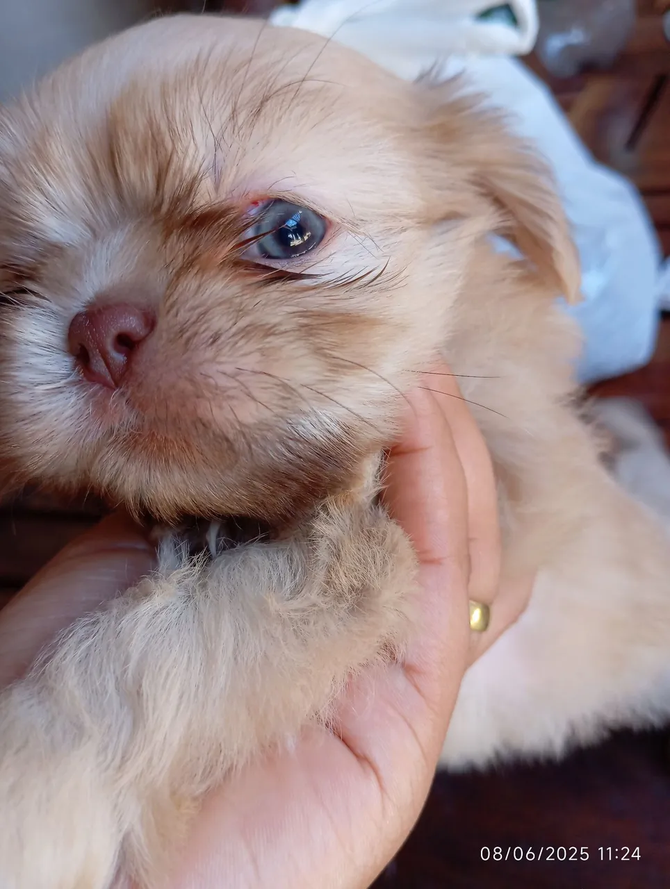 Filhote Shih Tzu Macho - Pelagem Exótica