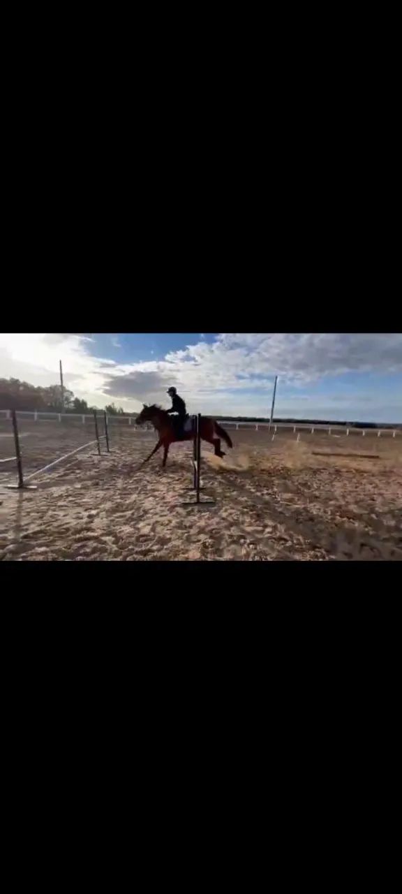 Cavalo para venda de hipismo pra escolinha ou prova. - Foto 2