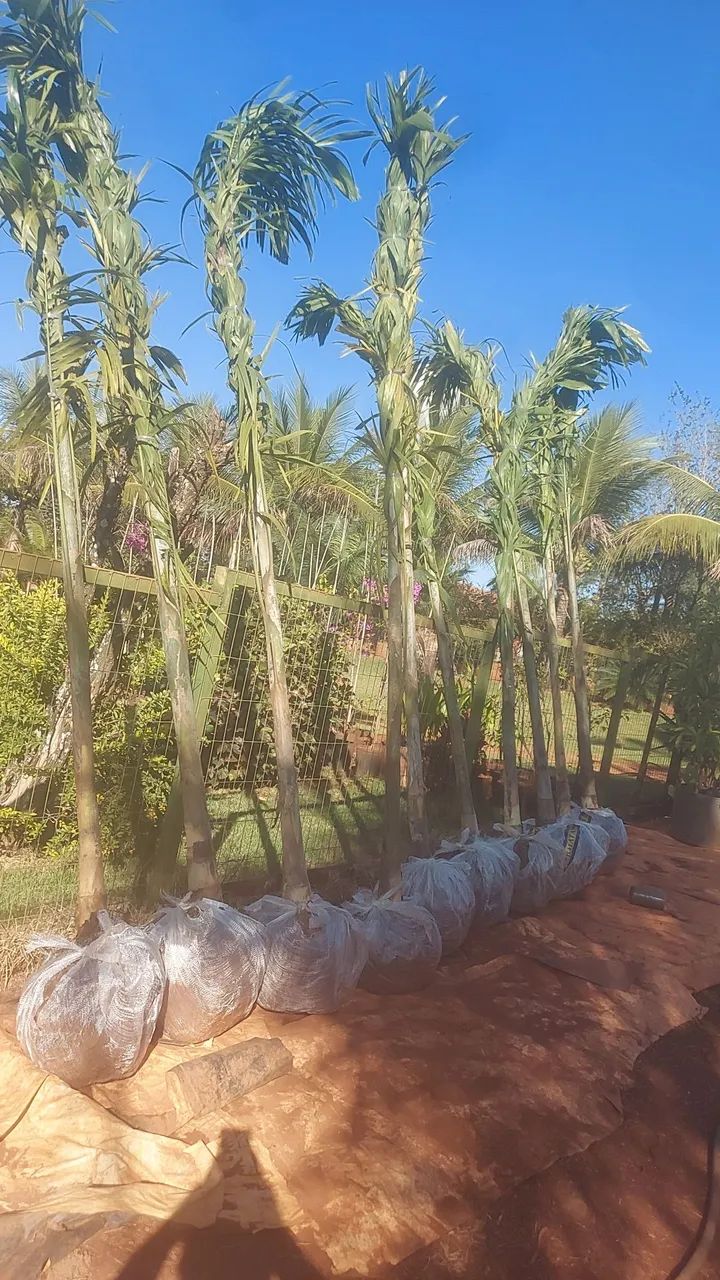 Palmeira carpentaria e bismack ,para Jardim - Mudas - Foto 4