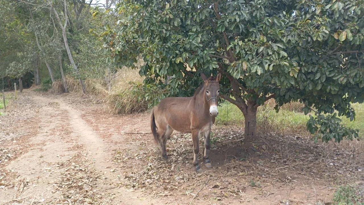 Burro de Confiança  - Foto 3