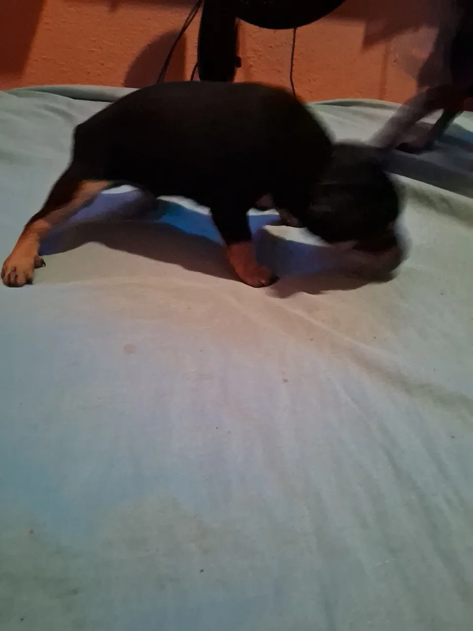 Filhote de Pinscher disponível para venda 