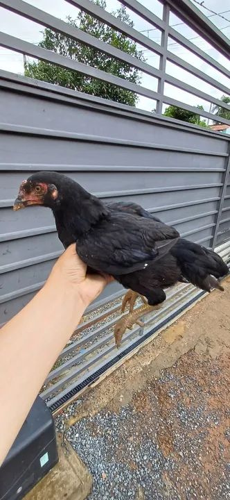 Franguinhas - Foto 3