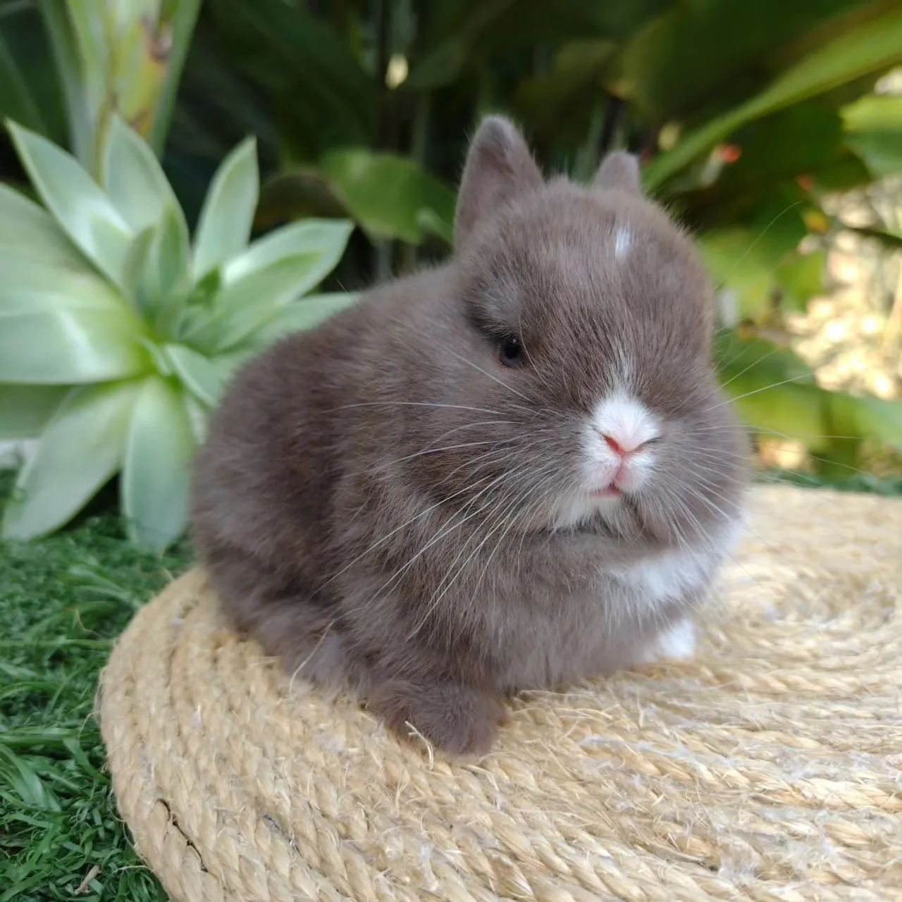 Netherland dwarf linhagem importada 
