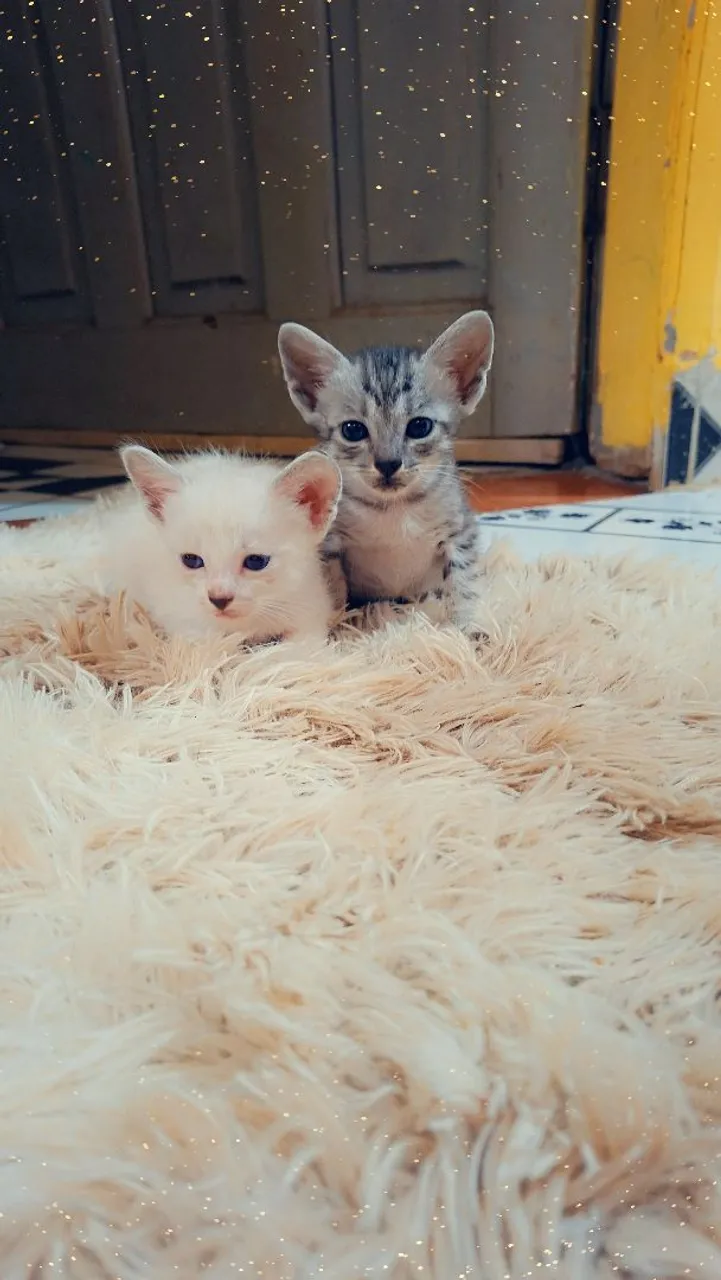 Gatinhos fofos para adoção macho e fêmea, Nao posso ficar com eles,me ajudem adotar.