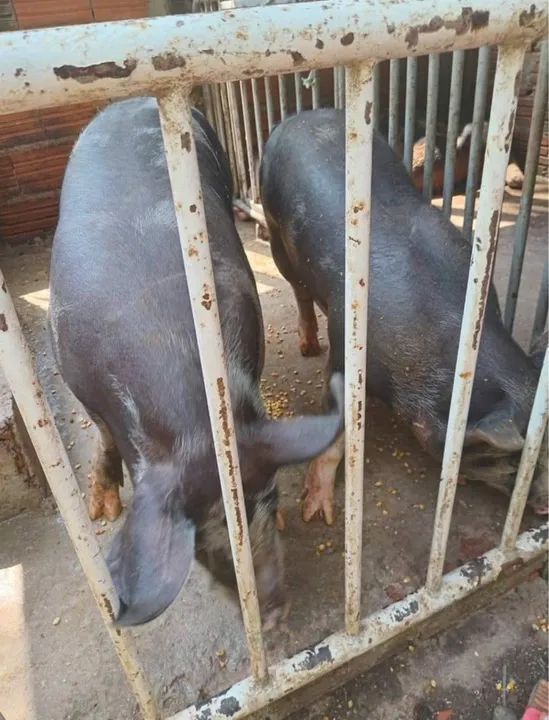 Casal de porcos doação pra vim buscar