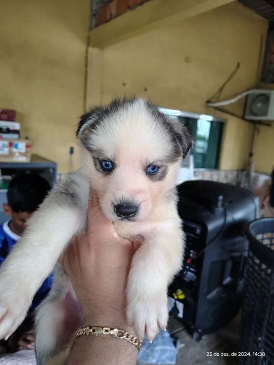 Filhote Husky Siberiano - Foto 2