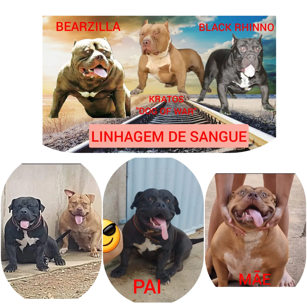 FILHOTE FÊMEA DISPONÍVEL COM EXCELENTE LINHAGEM!