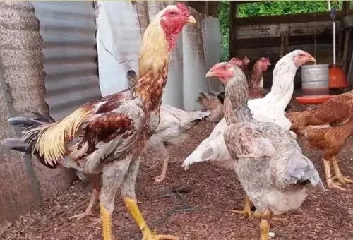 Vendo casal de galinha de capoeira ligar para o número *)