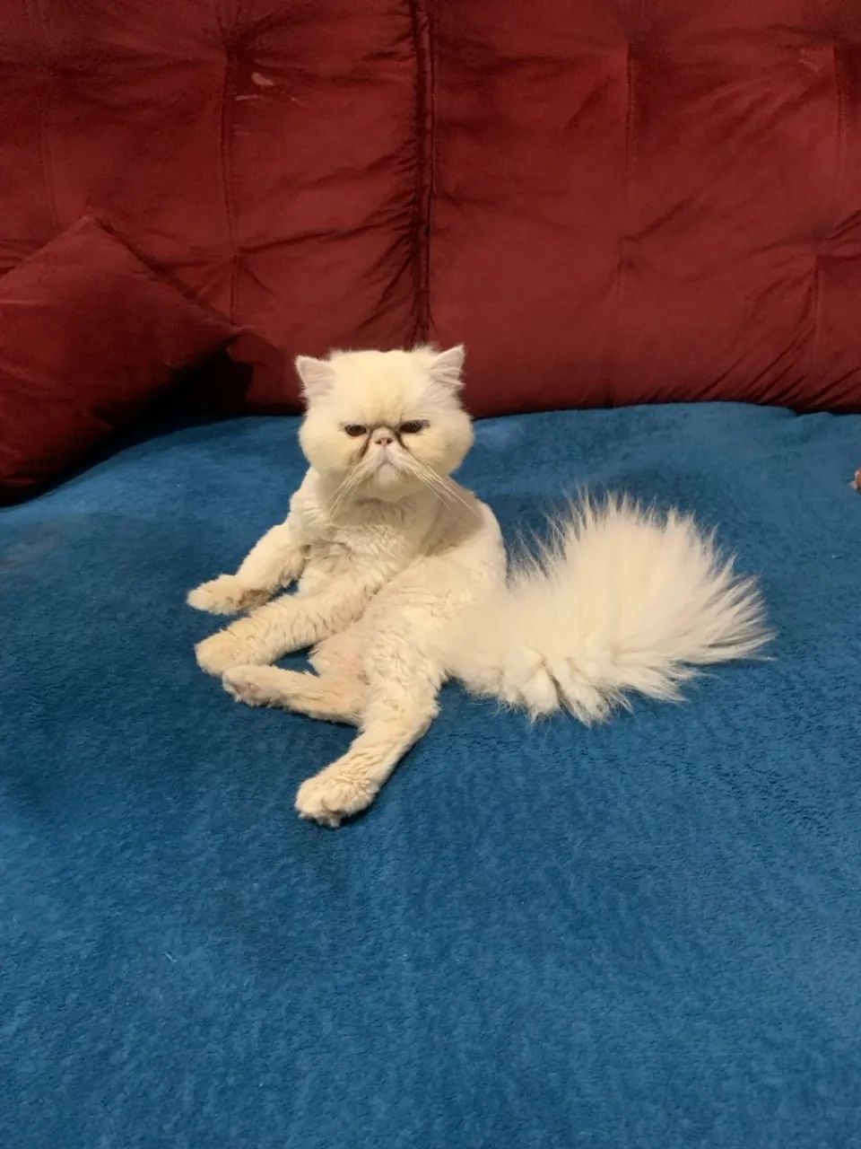 GATO PERSA MACHO P/ CRUZA - Foto 5