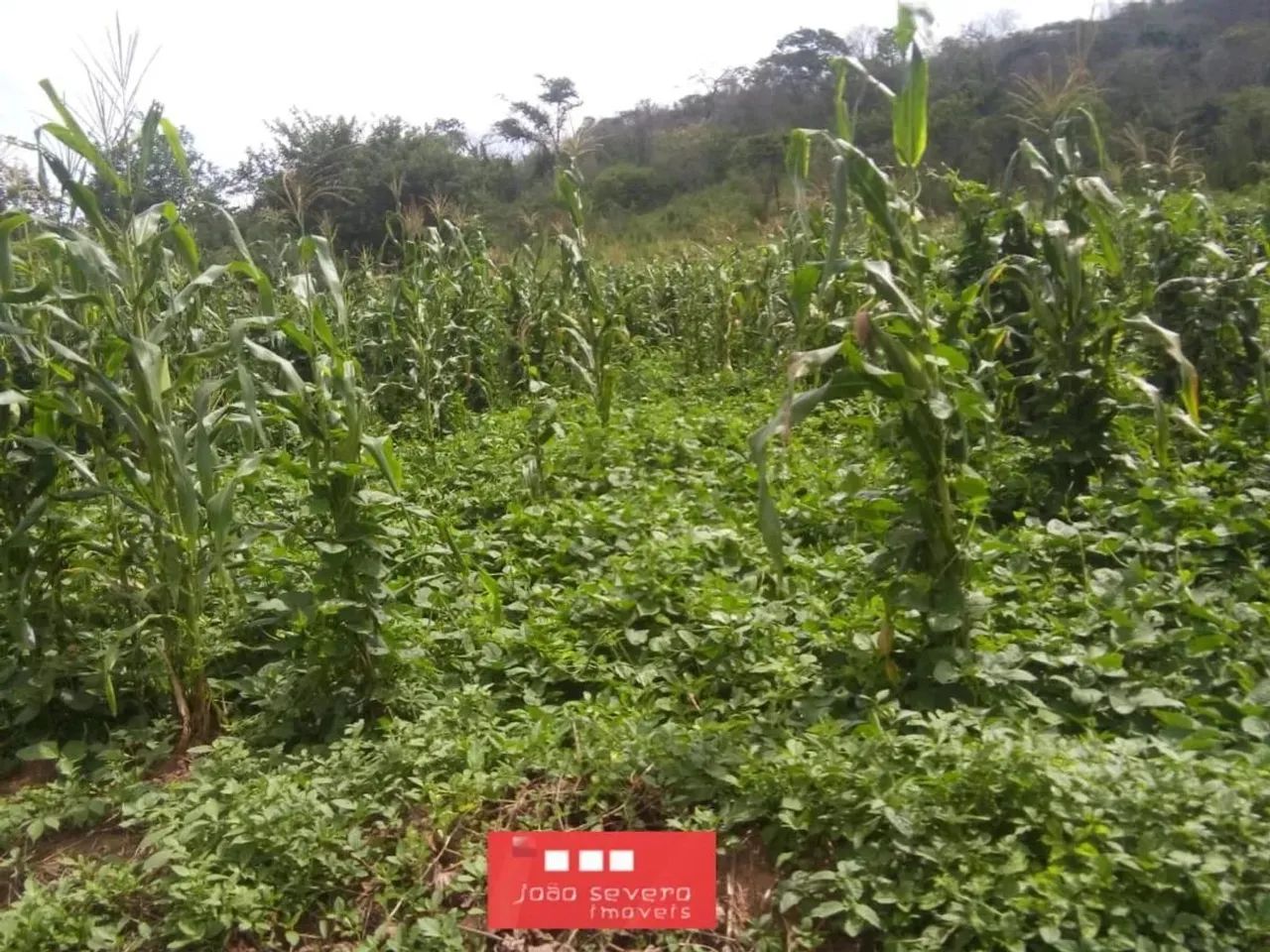 Fazenda para Venda em São Braz do Piauí - Foto 2