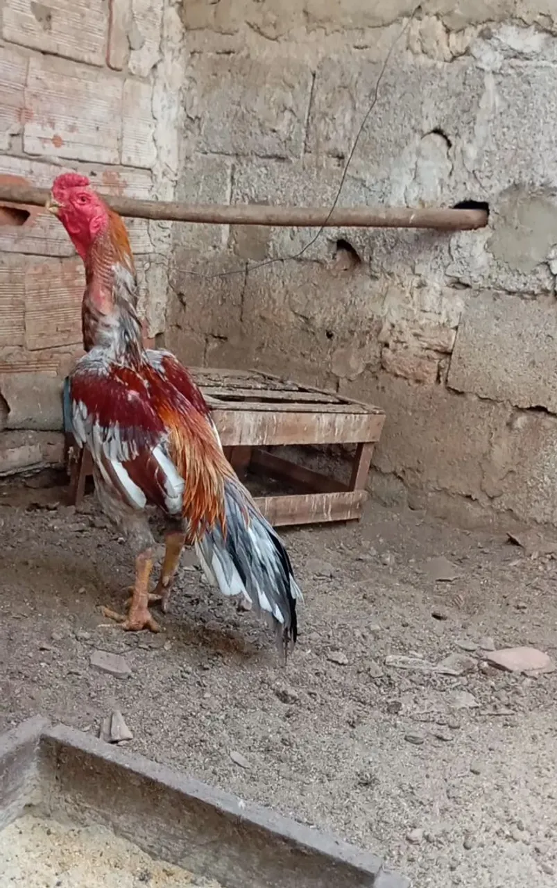 Vendo Galo bico curto
