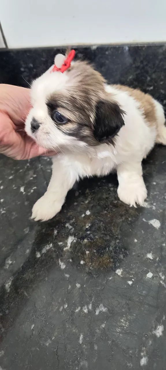 Filhotes de Shih tzu a venda machos e fêmeas 