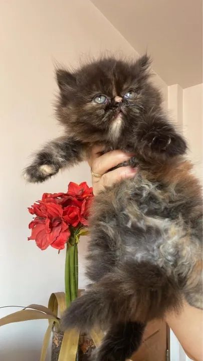 Persa Filhotes excelente linhagem 