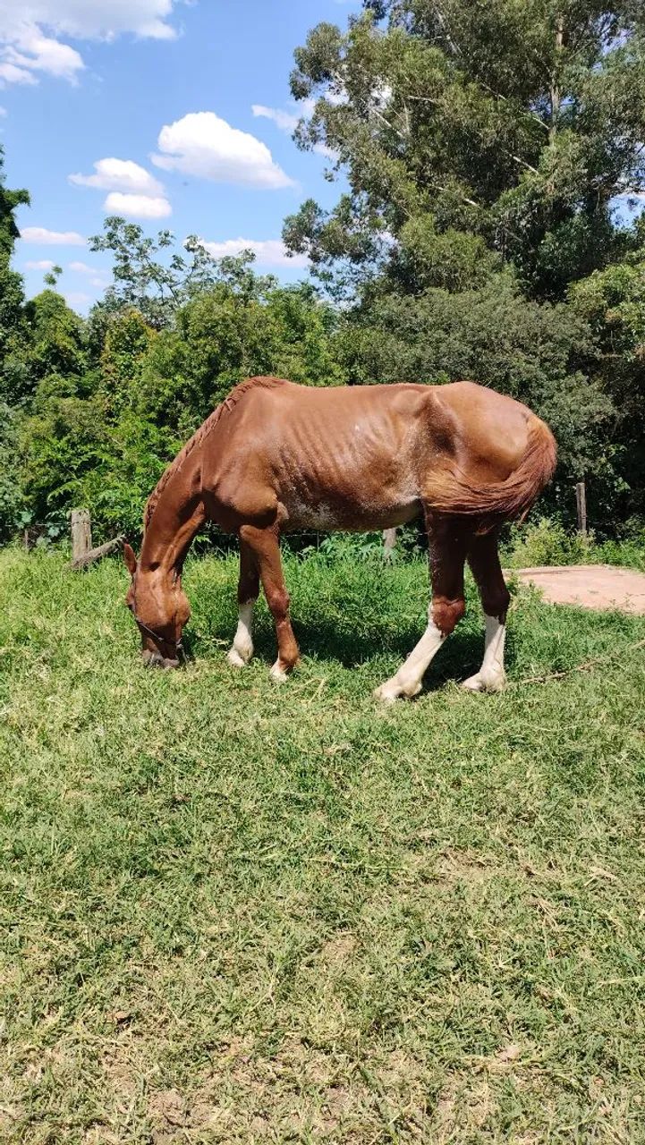 Mangalarga Paulista pisador! Cavalo manso porém quente 9 anos limpo de defeito castrado  - Foto 5