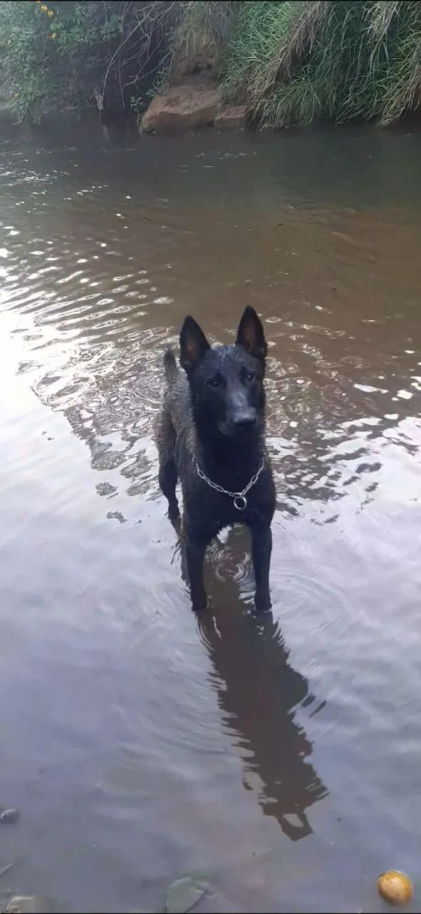 Cobertura de Pastor belga de malinóis - Foto 3