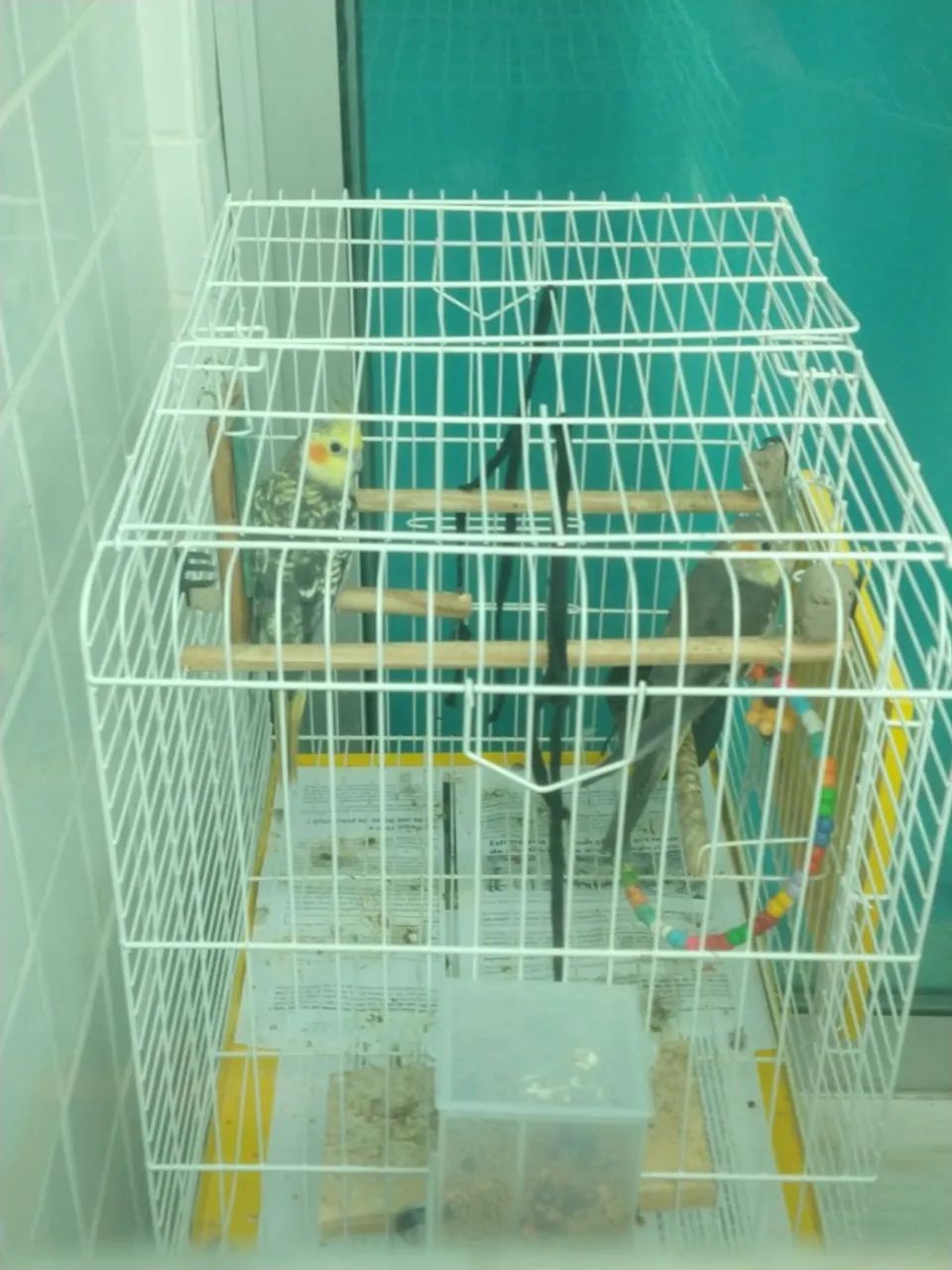 ACESSORIOS PRA CALOPSITA