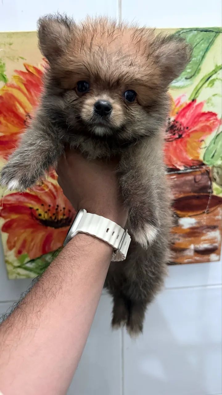 Spitz alemão  - Foto 2