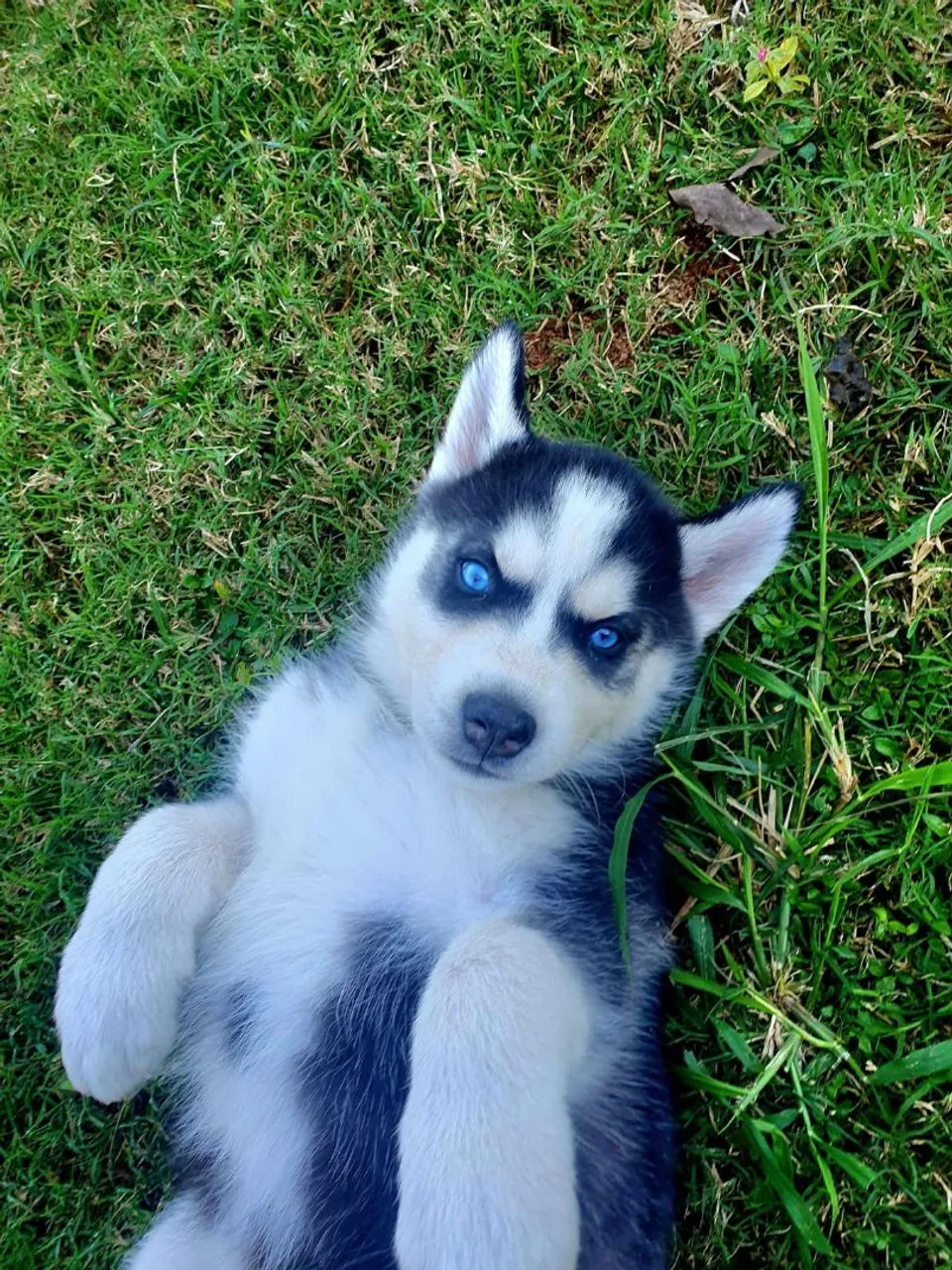 Lindos filhotes de Husky Siberiano com olhos azuis