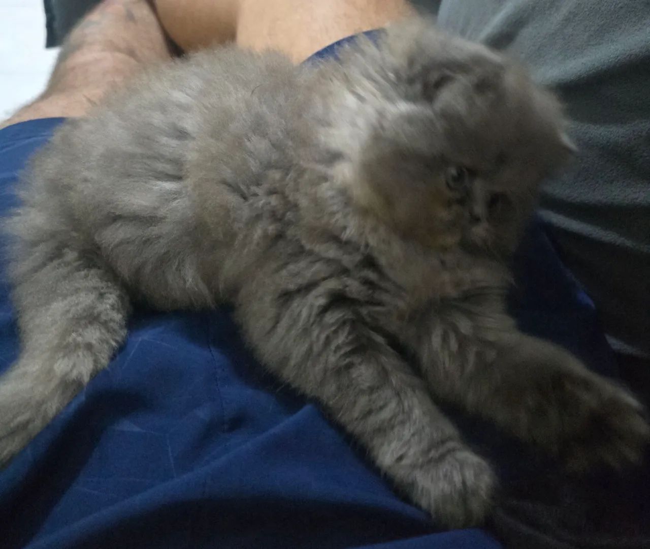 Linda Gatinja Persaà Venda  - Foto 4