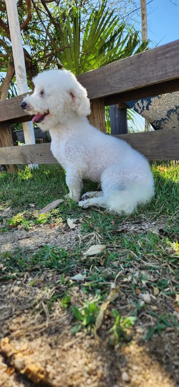 Poodle Toy Adulto Anos Dócil Cachorros Spina Ville II, Juiz