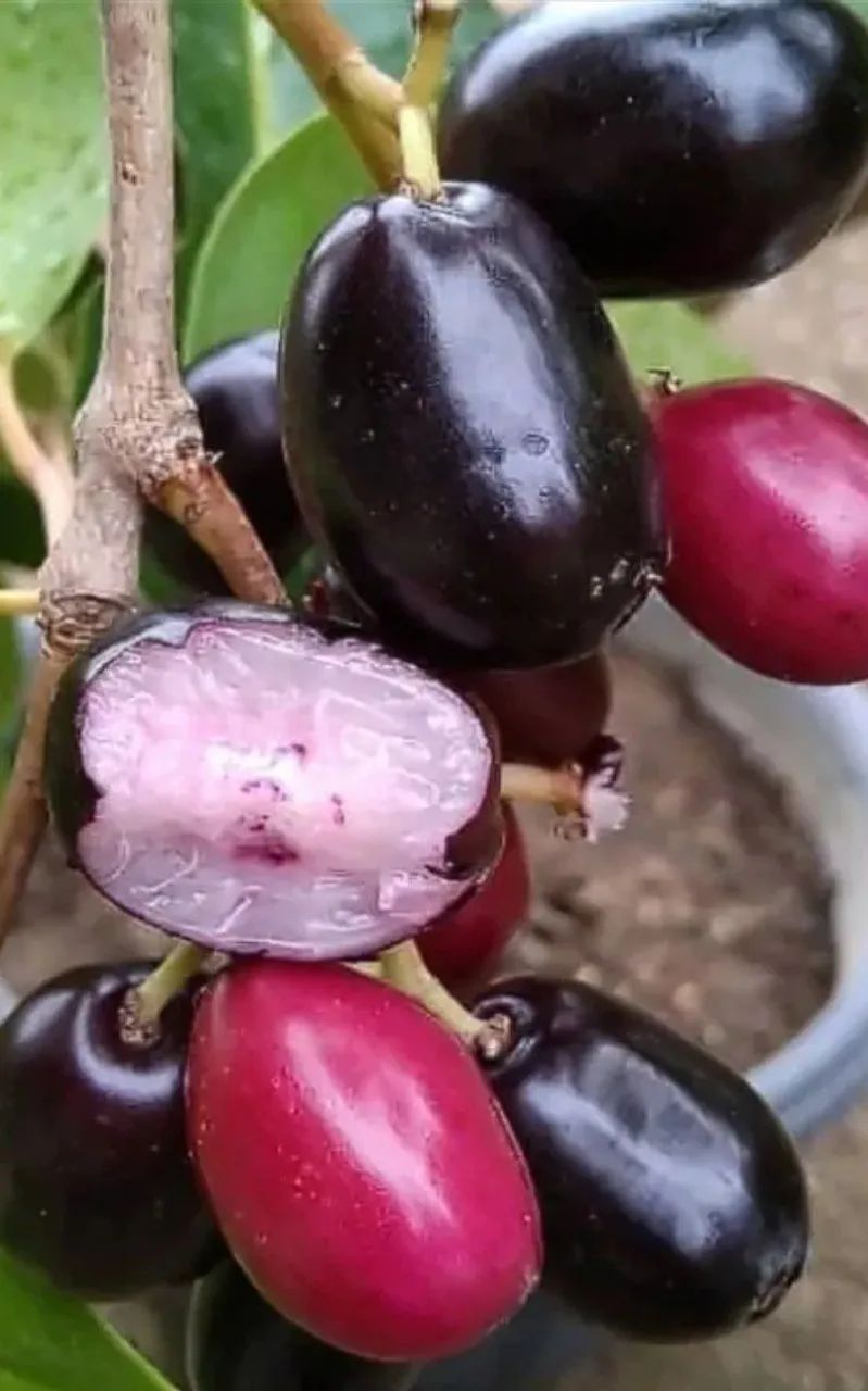 Frutifera Mudas de Azeitona Roxa - Foto 2