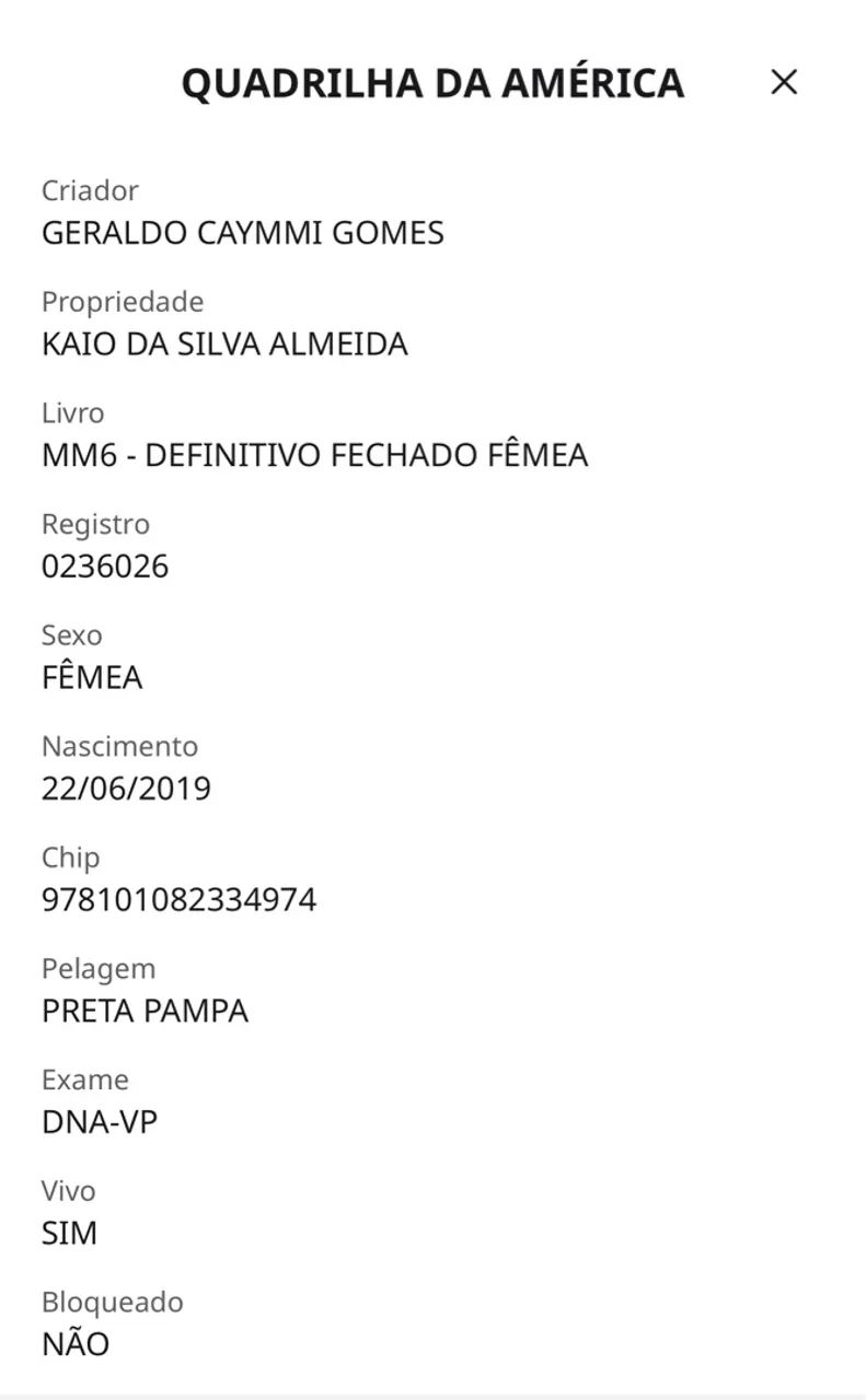 Cavalo Pampa de preto - Foto 2