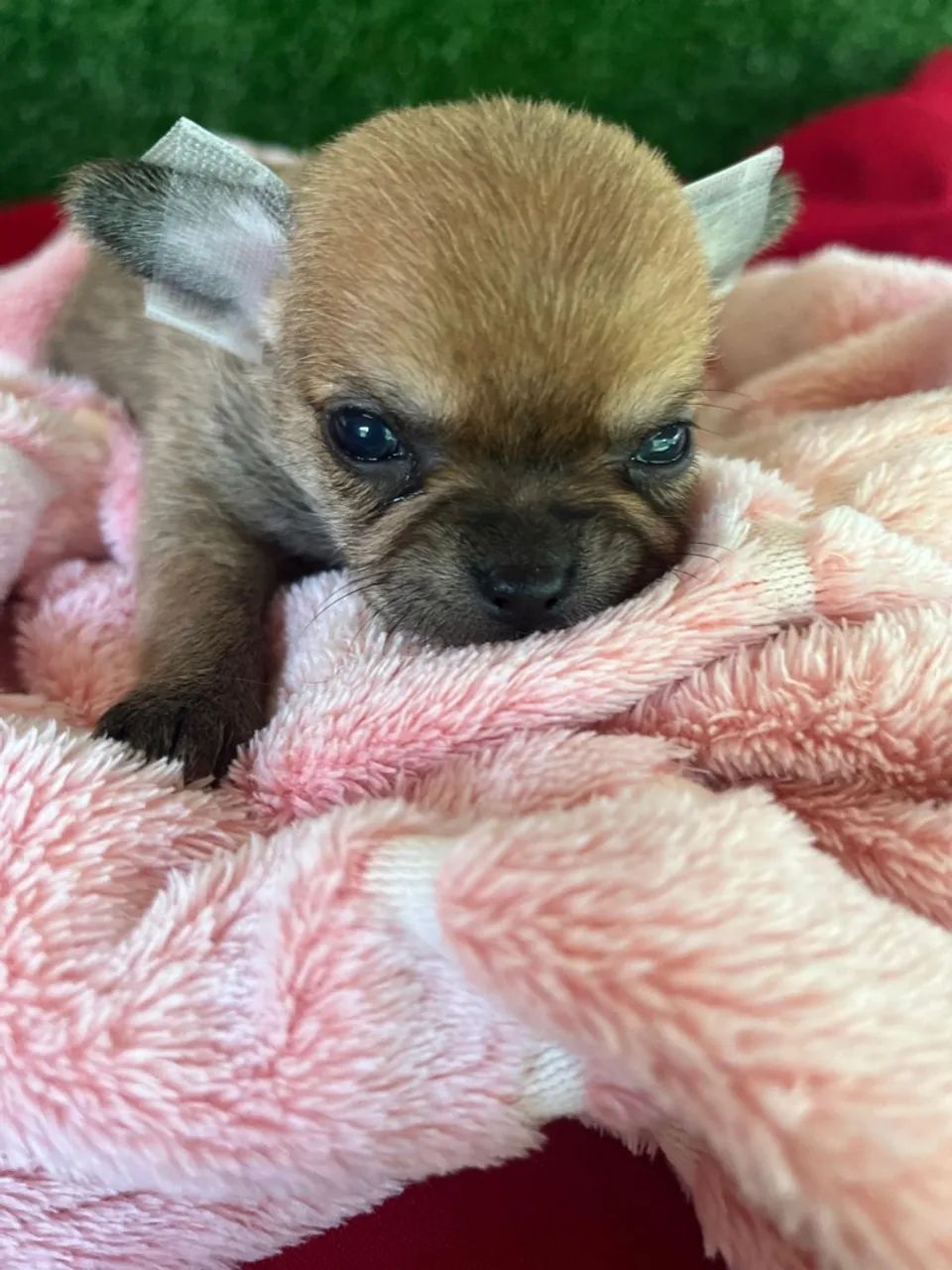 Chihuahua micro  - Foto 4