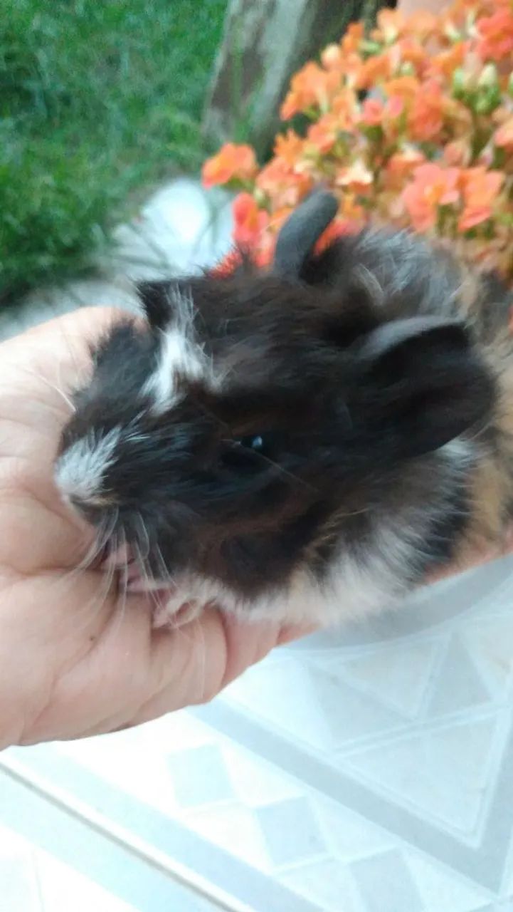 Vendo filhotes de porquinhos da índia  - Foto 5