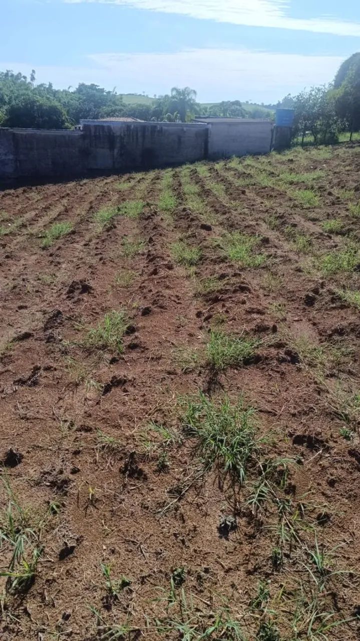  Tifton 85  mudas - Foto 2