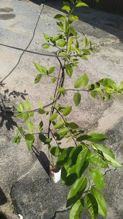 Mudas de Limão Galego - Já Produzindo - Foto 4